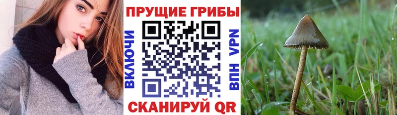 магазин продажи наркотиков  Очёр  Галлюциногенные грибы ЛСД 